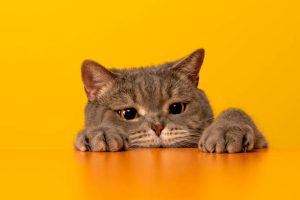 Jenis Jenis Kucing